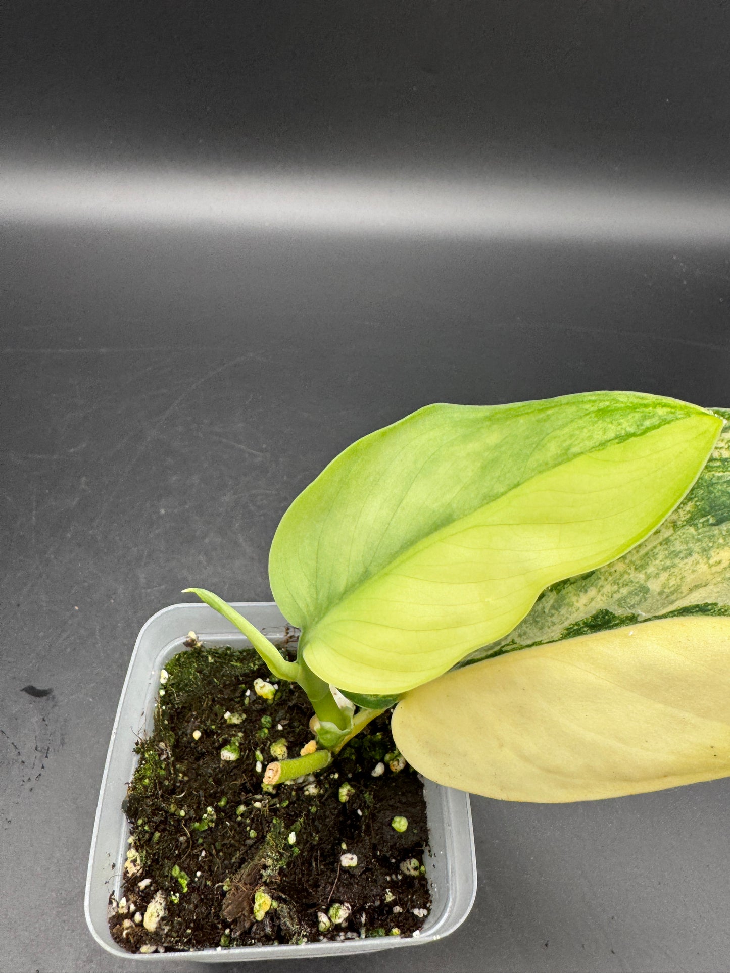 Scindapsus Jade Satin Aurea variegata