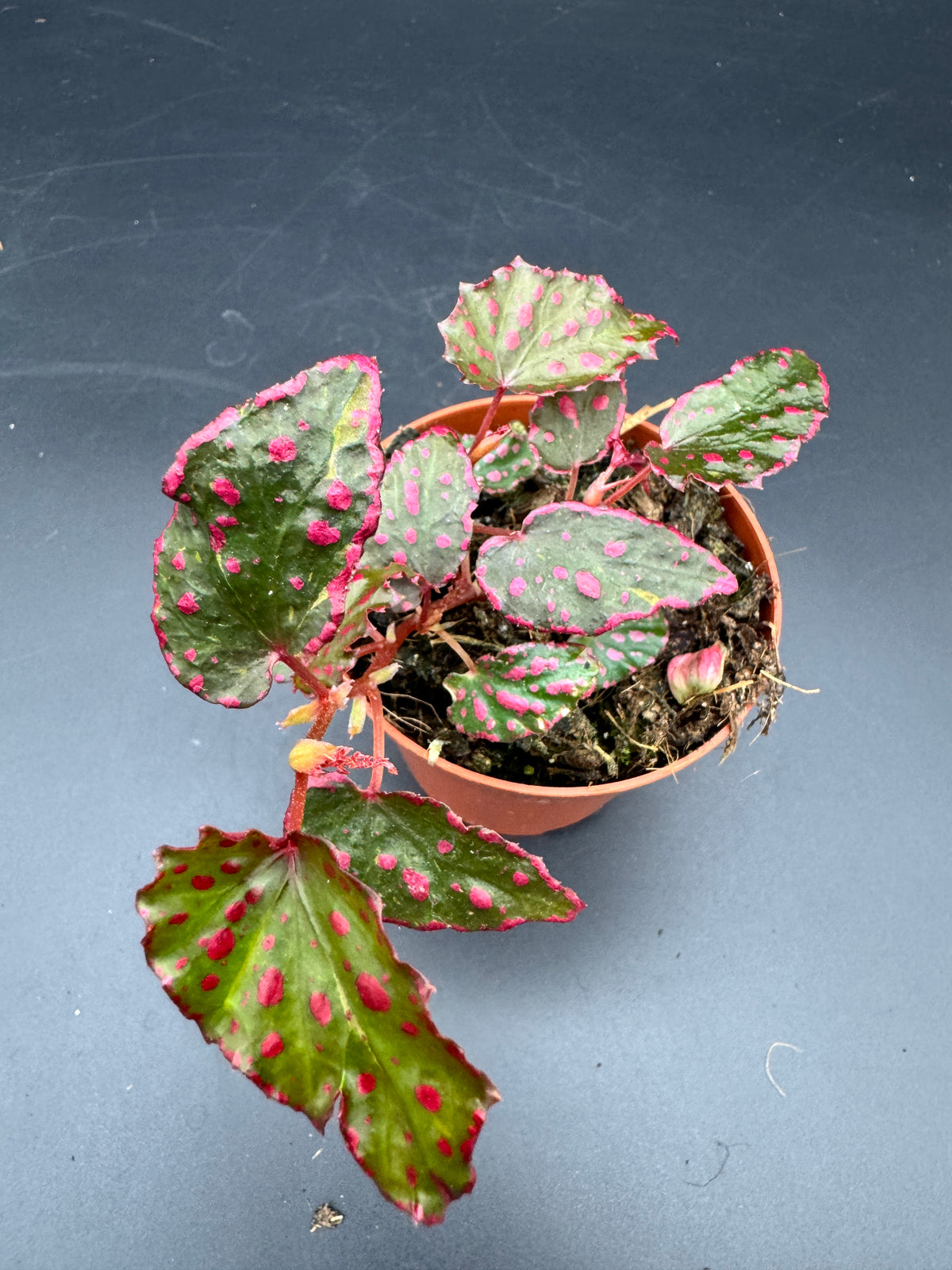 Begonia pink Lady
