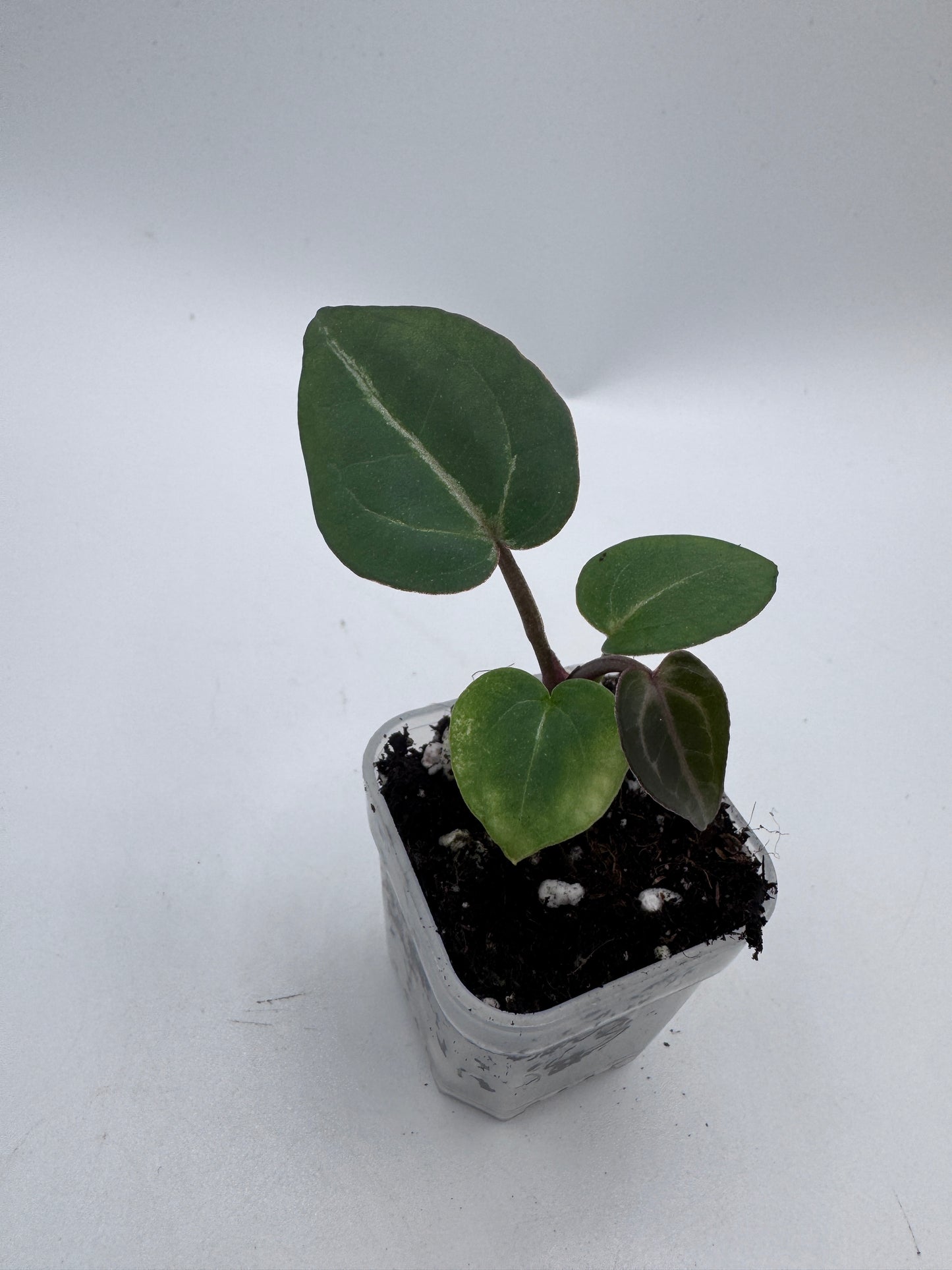 Anthurium Michelle x Michelle