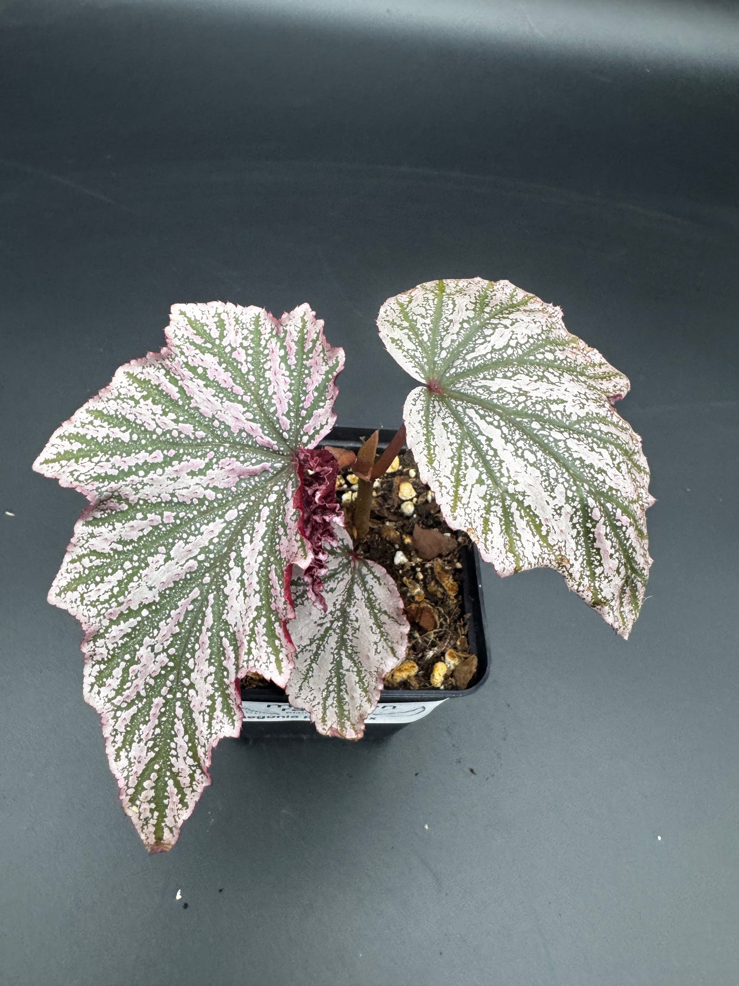 Begonia Pink minx