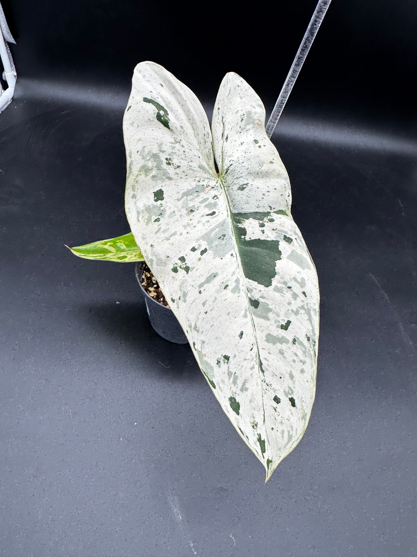 Philodendron Ilsemanii variegata
