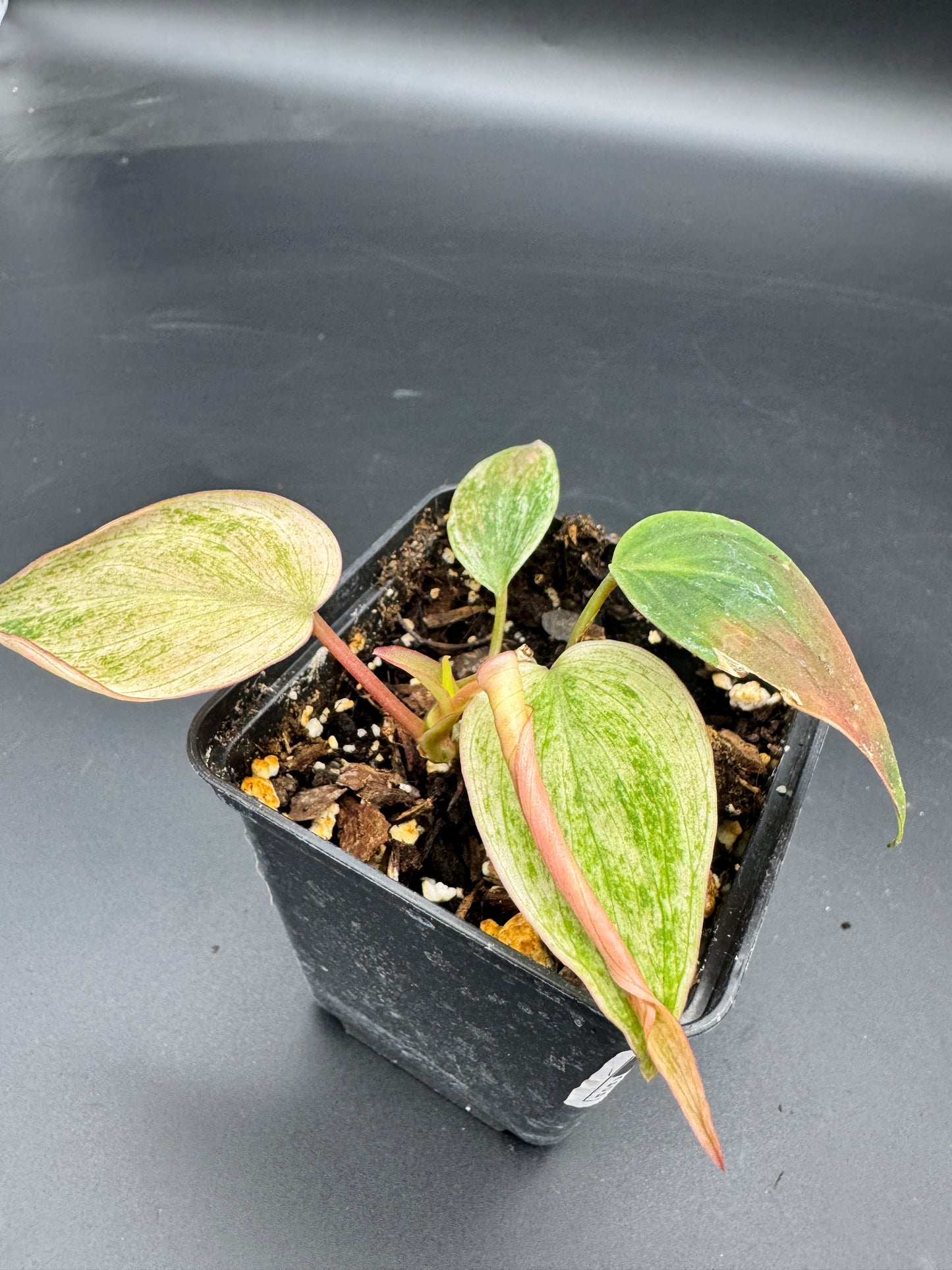 Philodendron micans pink marble variegata