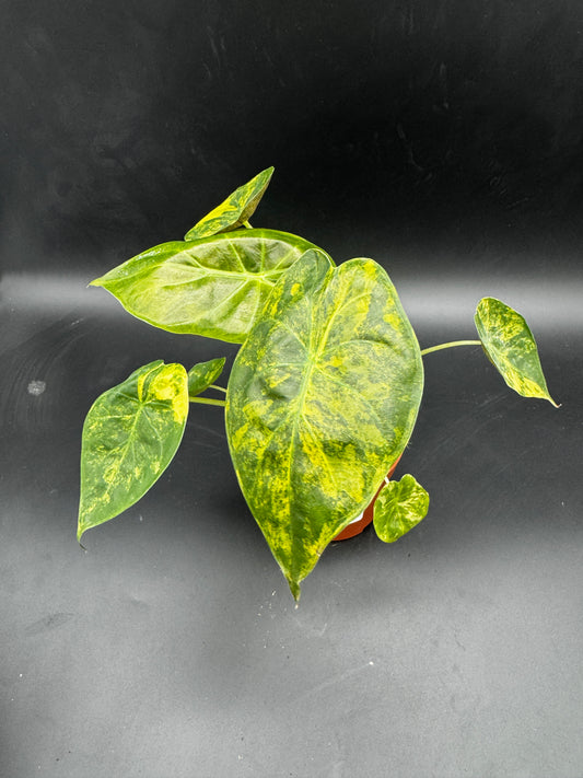 Alocasia wentii Aurea