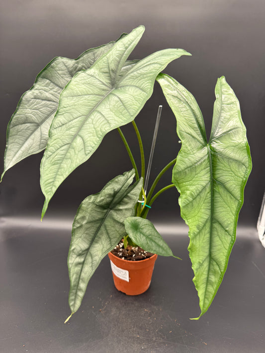 Alocasia Heterophylla ”Dragon's Breath“