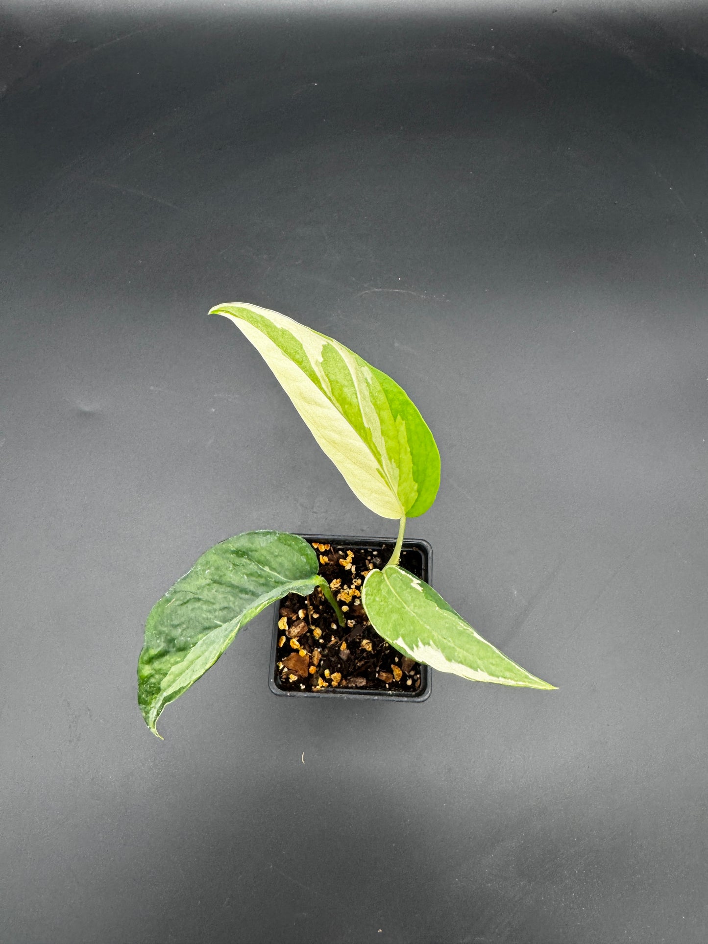 Epipremnum pinnatum Ghostie