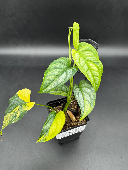Monstera siltepecana Aurea variegata