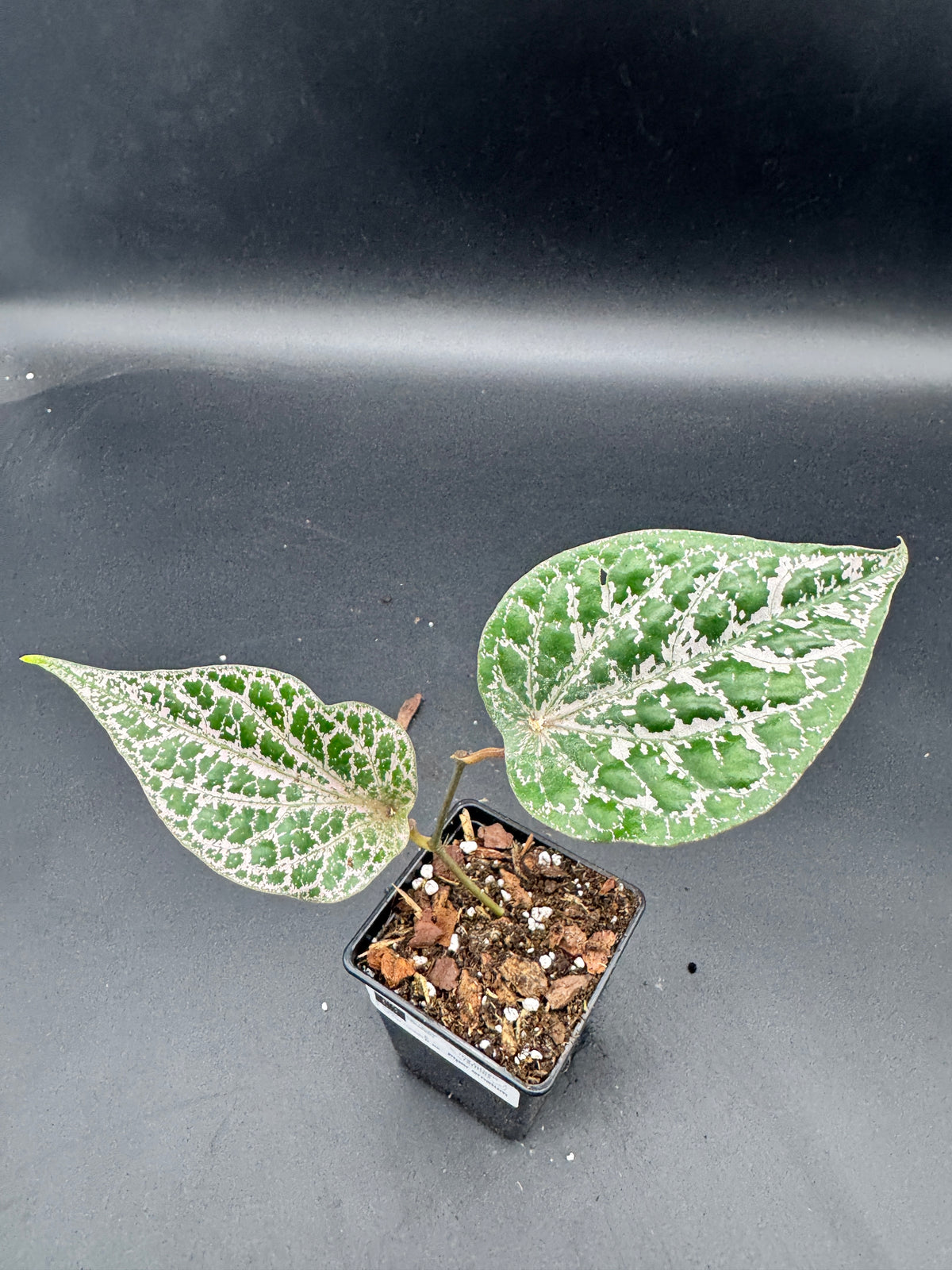 Piper ornatum