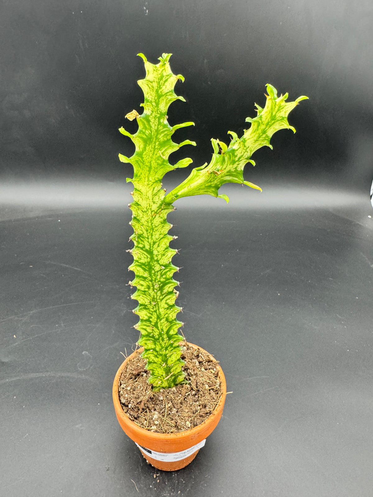 Euphorbia lactea 'Variegata'