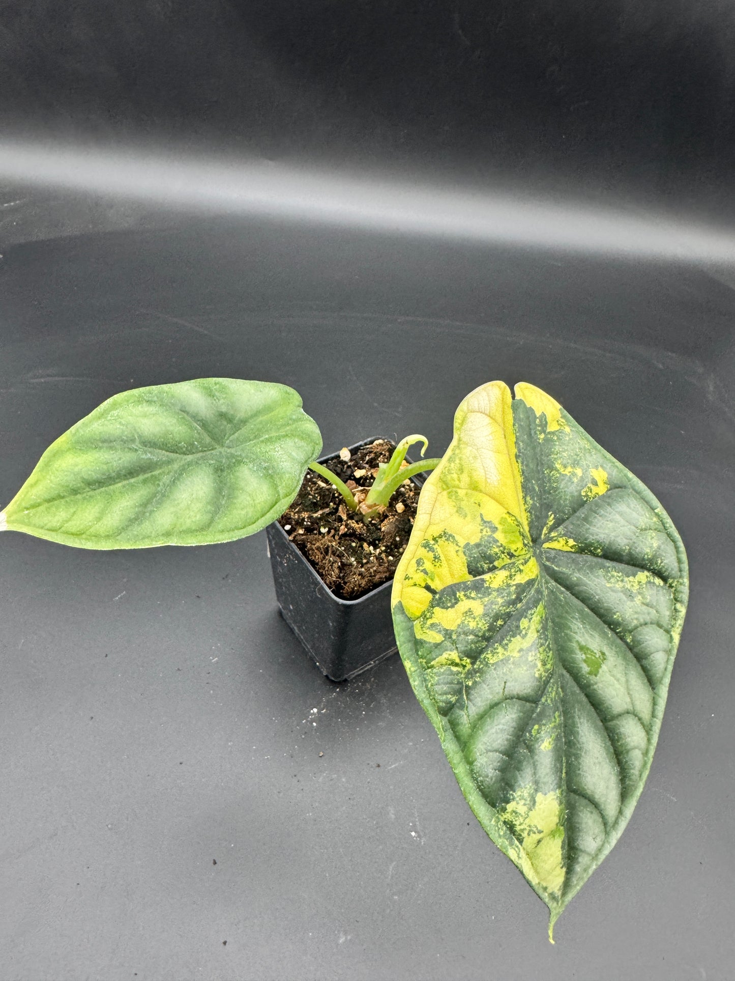 Alocasia Dragon Scale Aurea variegata