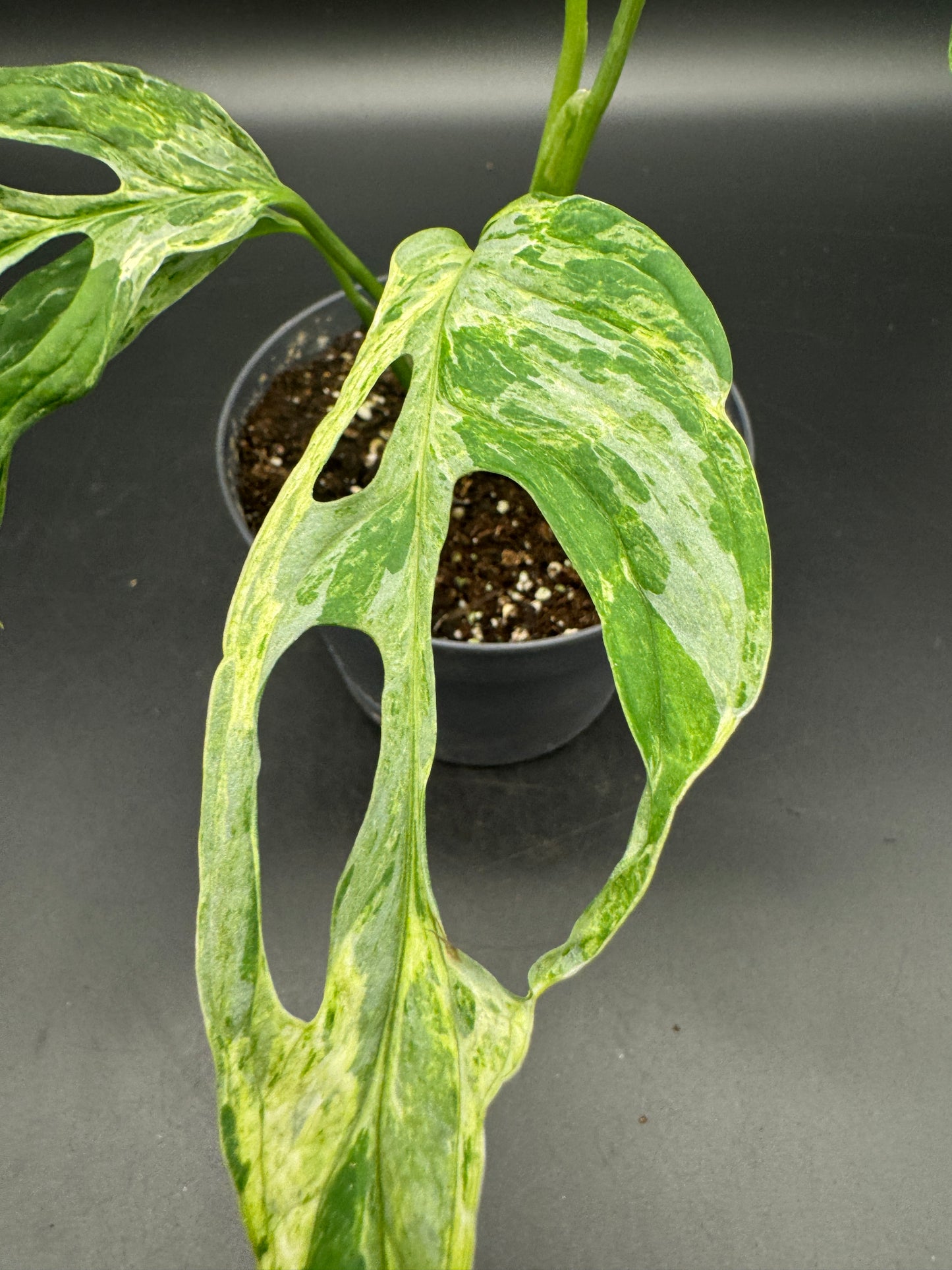 Monstera Adansonii Indonesien marble