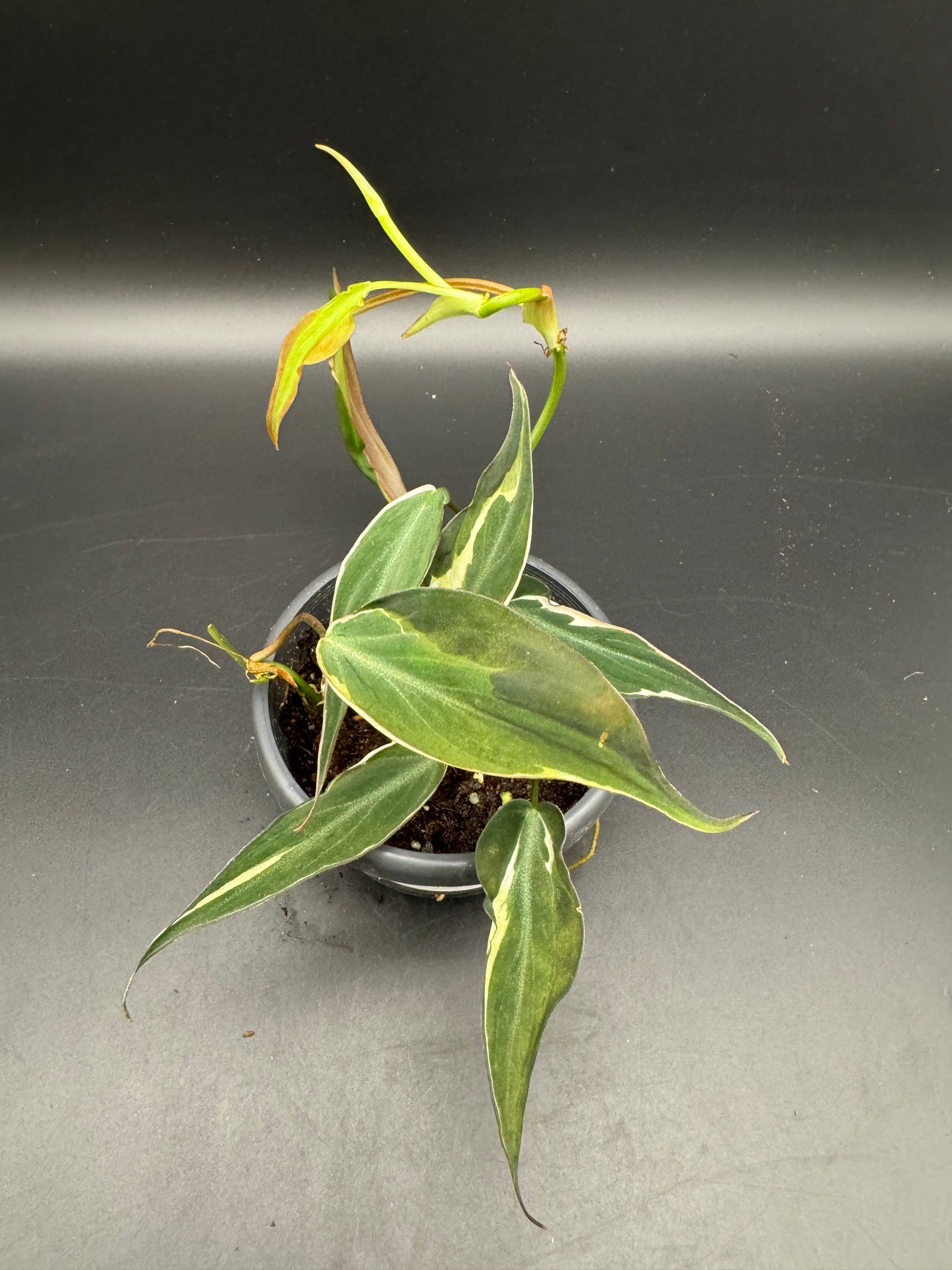 Philodendron micans velvet halo variegata