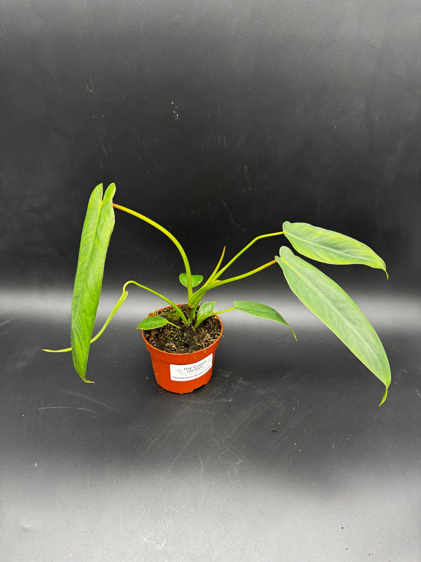 Philodendron Spiritus Sancti