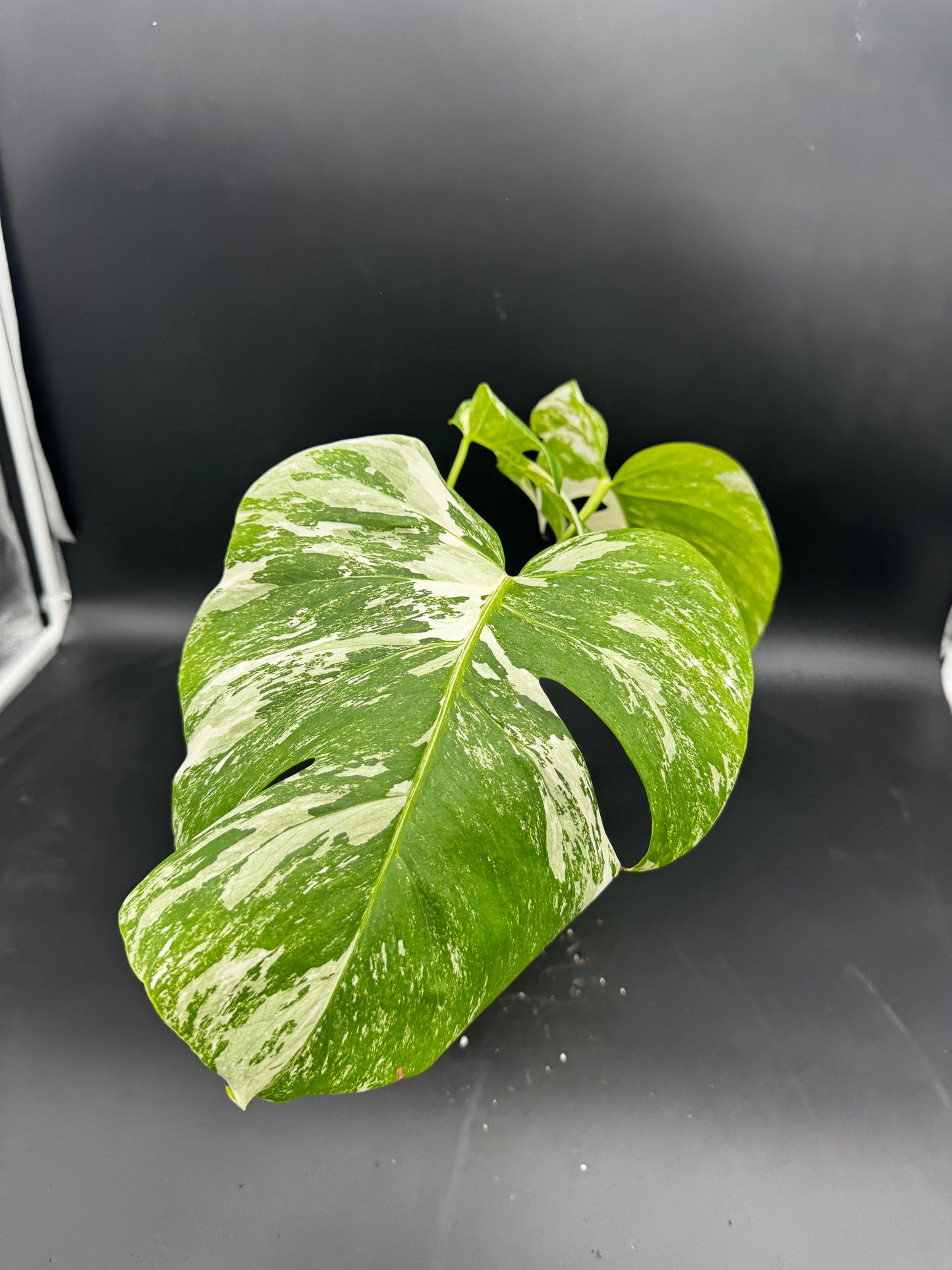 Monstera deliciosa variegata
