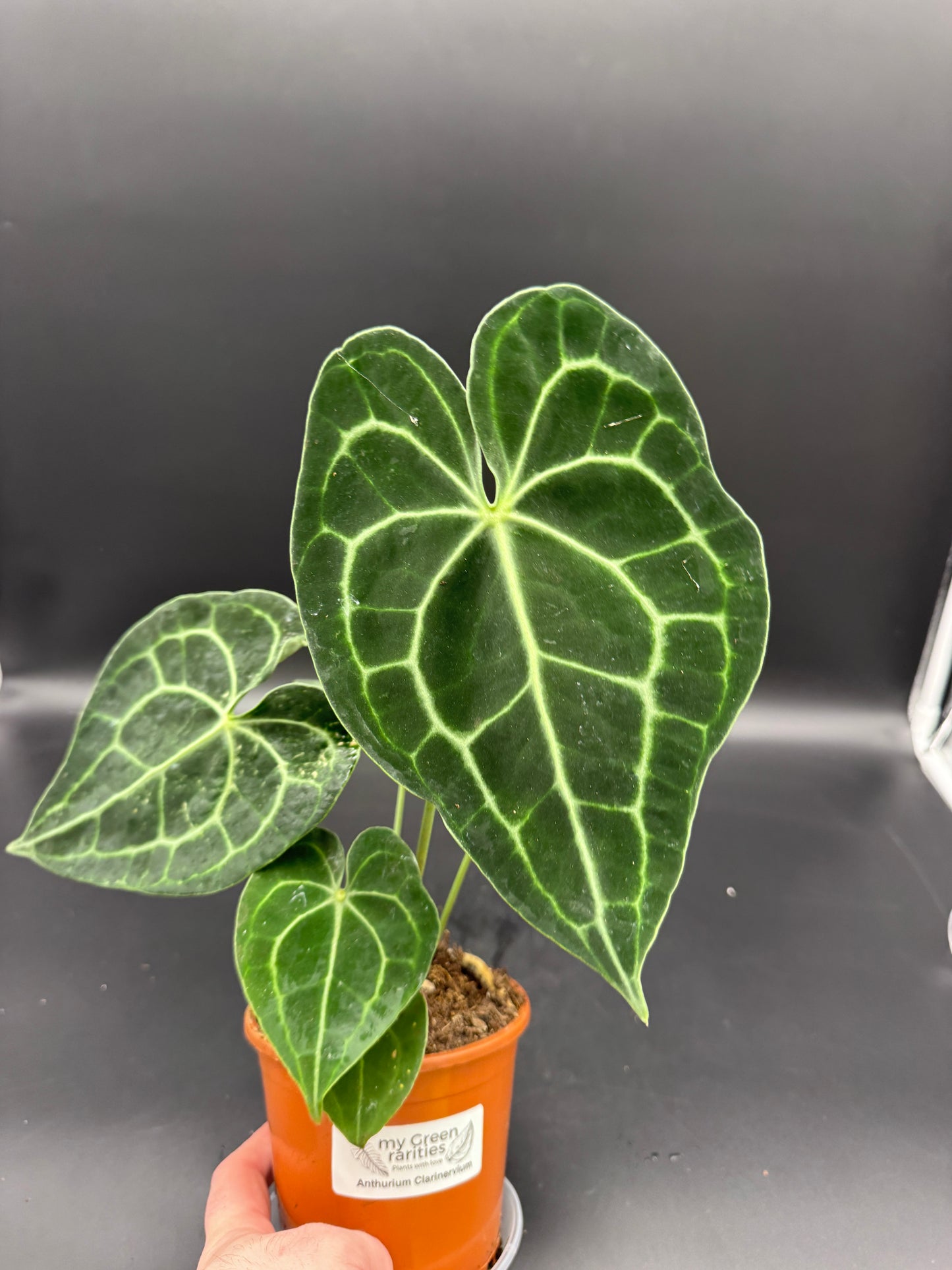 Anthurium clarinervium