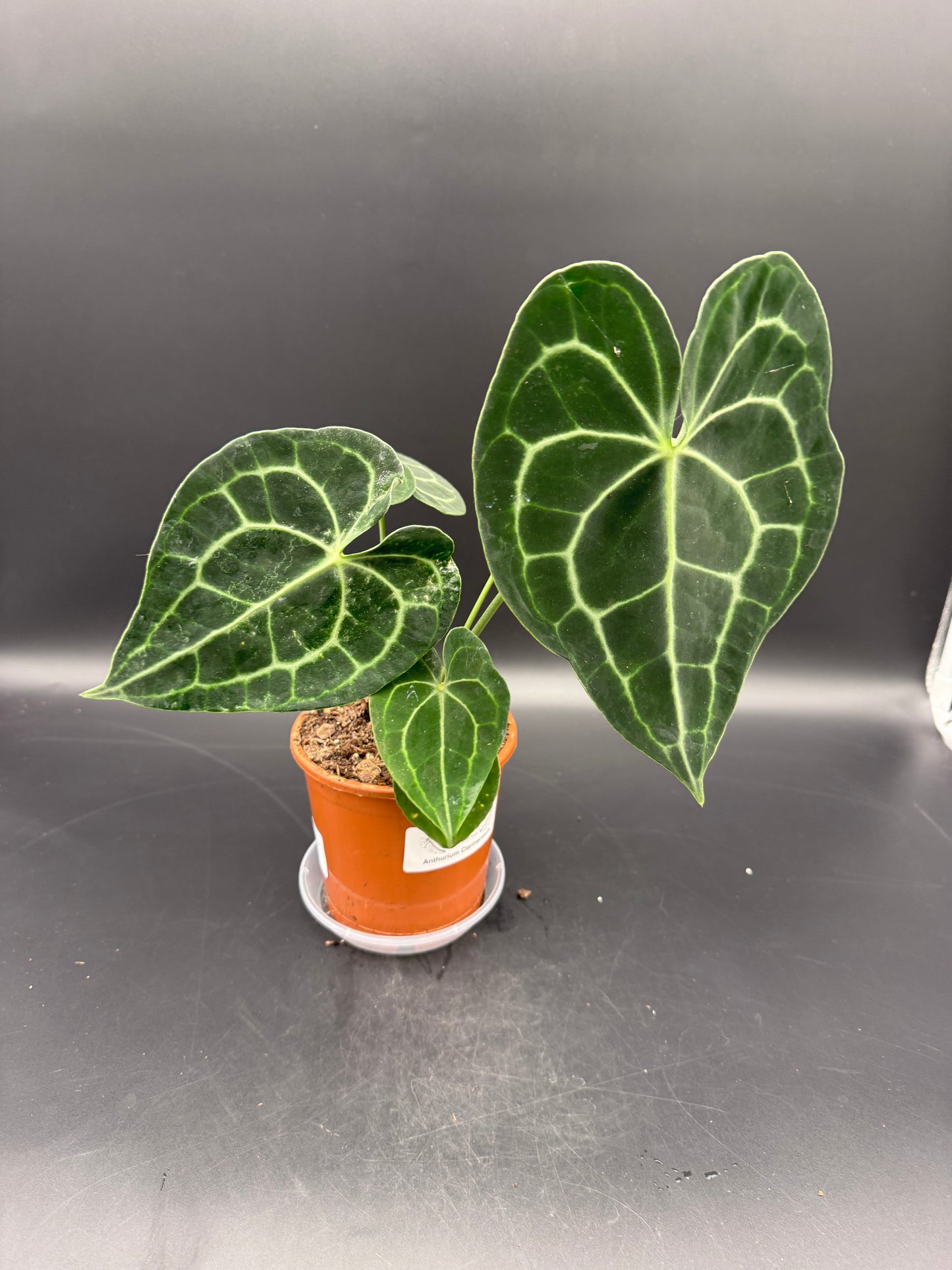 Anthurium clarinervium