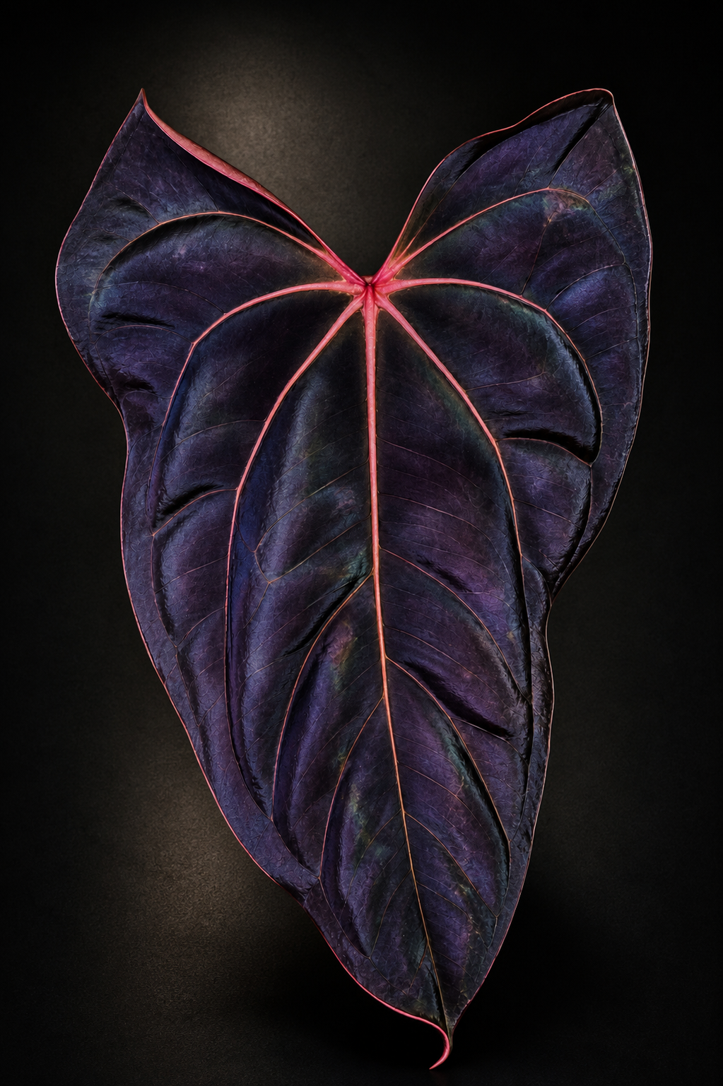 Anthurium Black Sweet mutated X CarlaxPapi Grimreaper seedlings