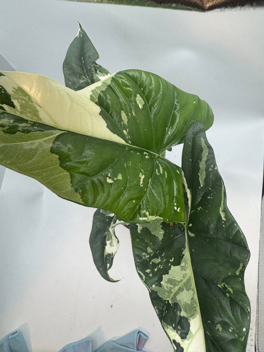 Alocasia simpo albo variegata