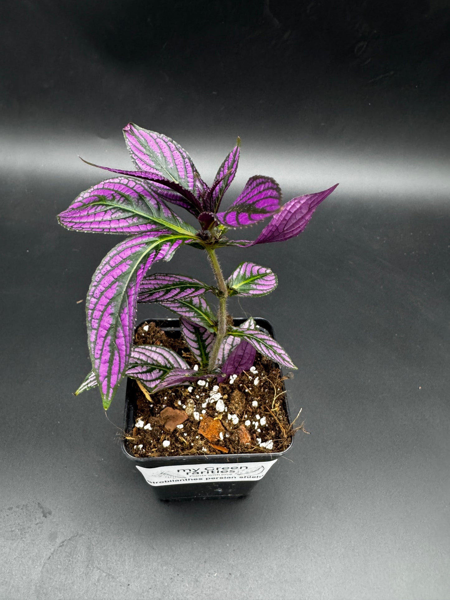 Strobilanthes persian shield