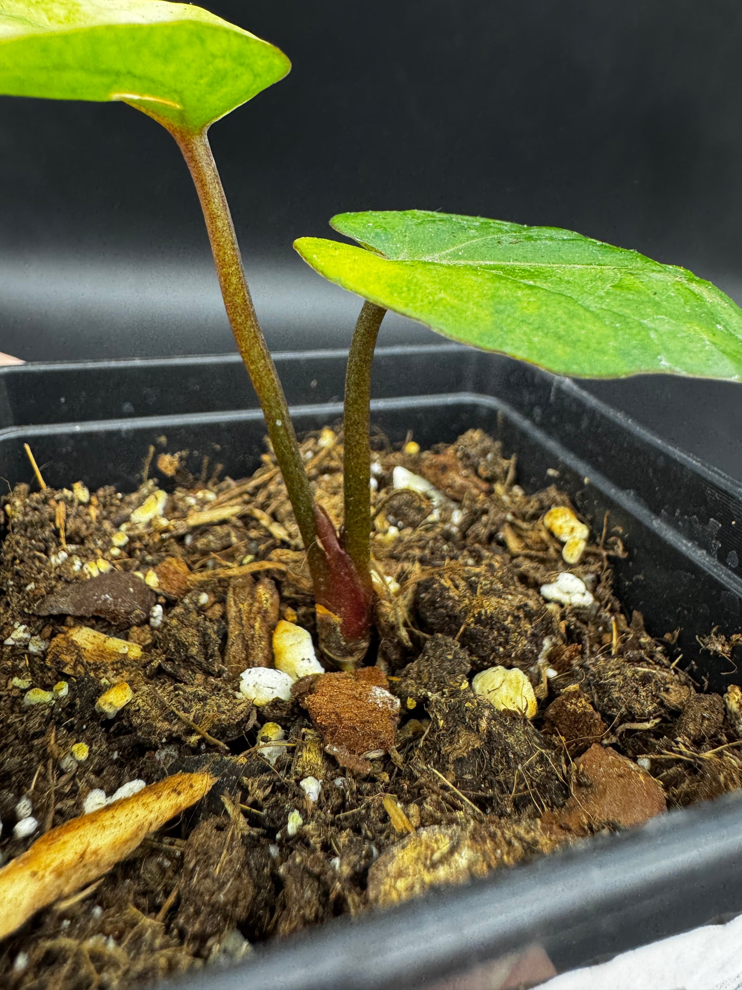Anthurium RVDP (Red Vein Dark Phoenix) variegata