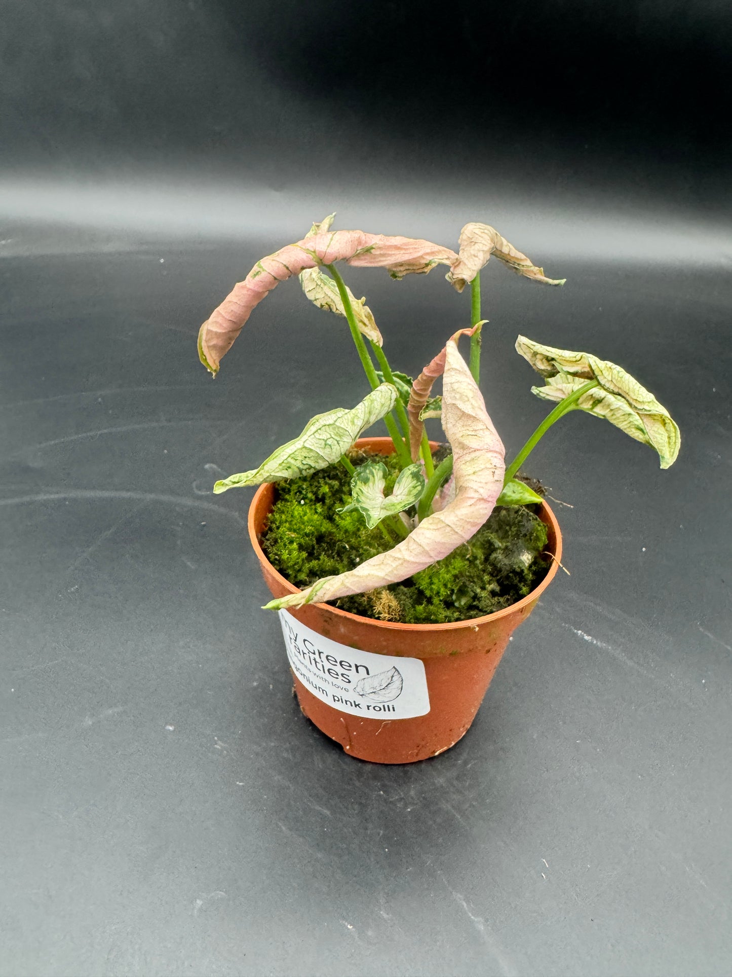Syngonium pink rolli