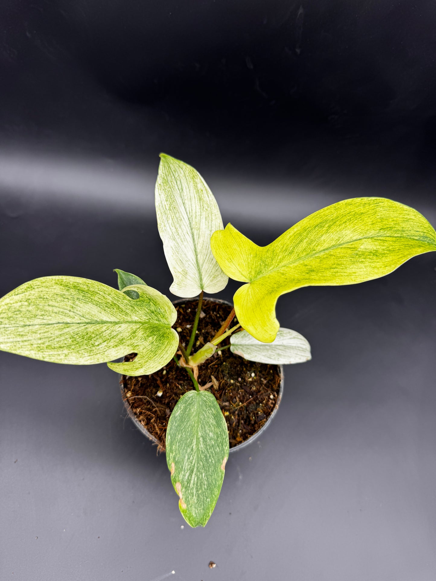 Philodendron Florida Ghost