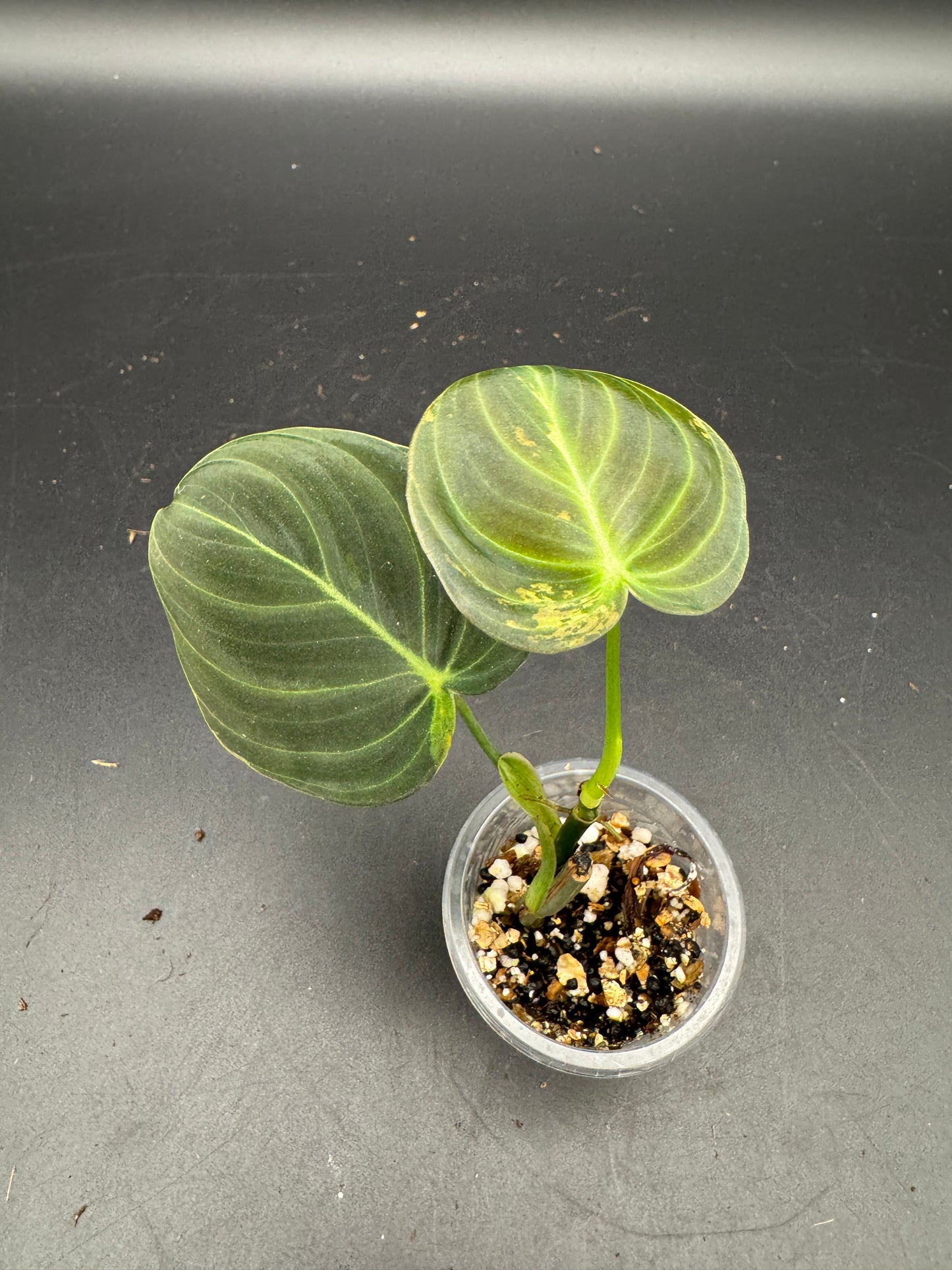 Philodendron melanochrysum variegata