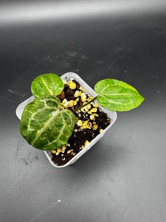 Anthurium Michelle x Michelle