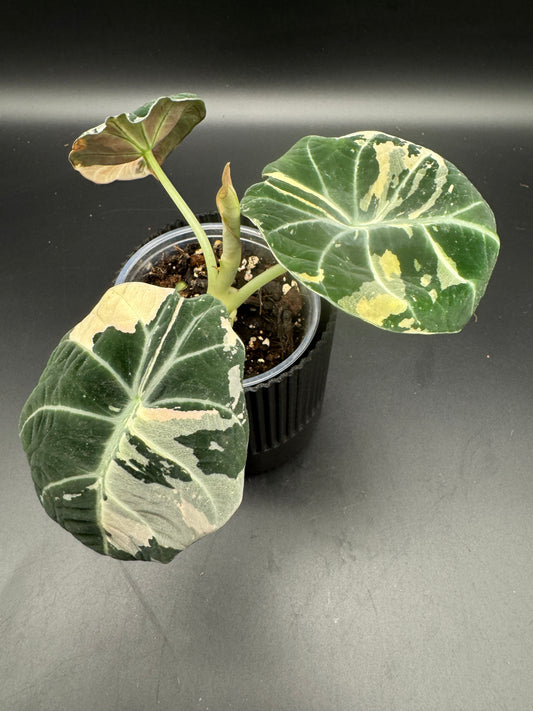 Alocasia Black Velvet Pink variegata