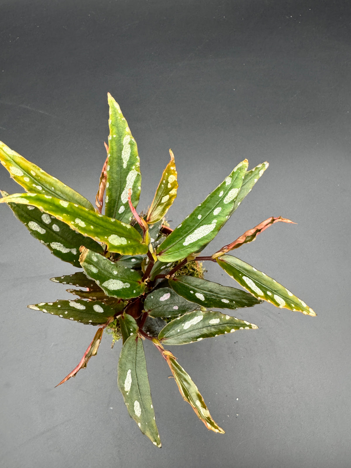 Begonia Julau Typ 2