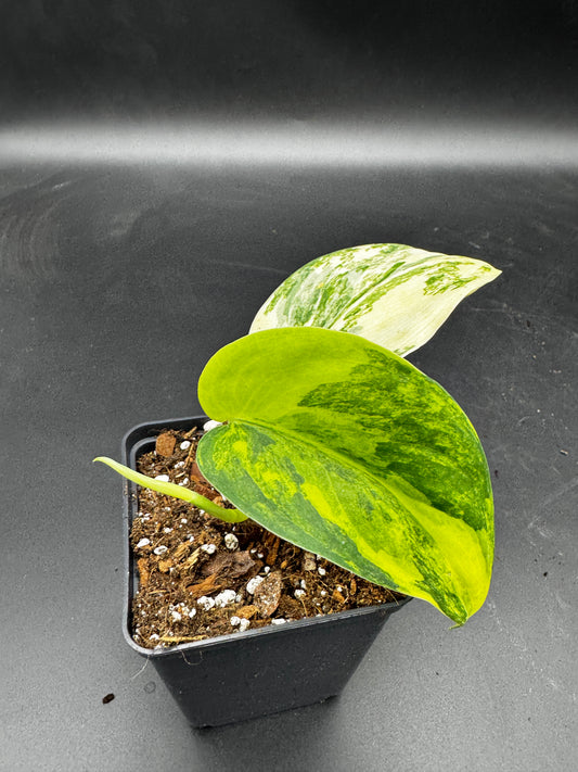 Scindapsus Jade Satin Aurea