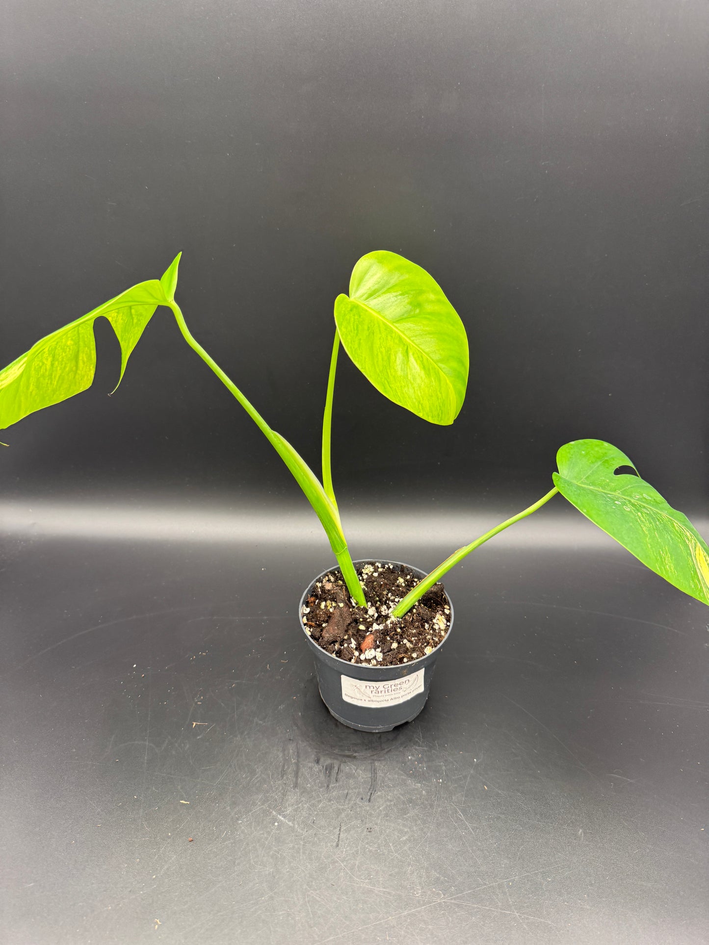 Monstera aurea variegata