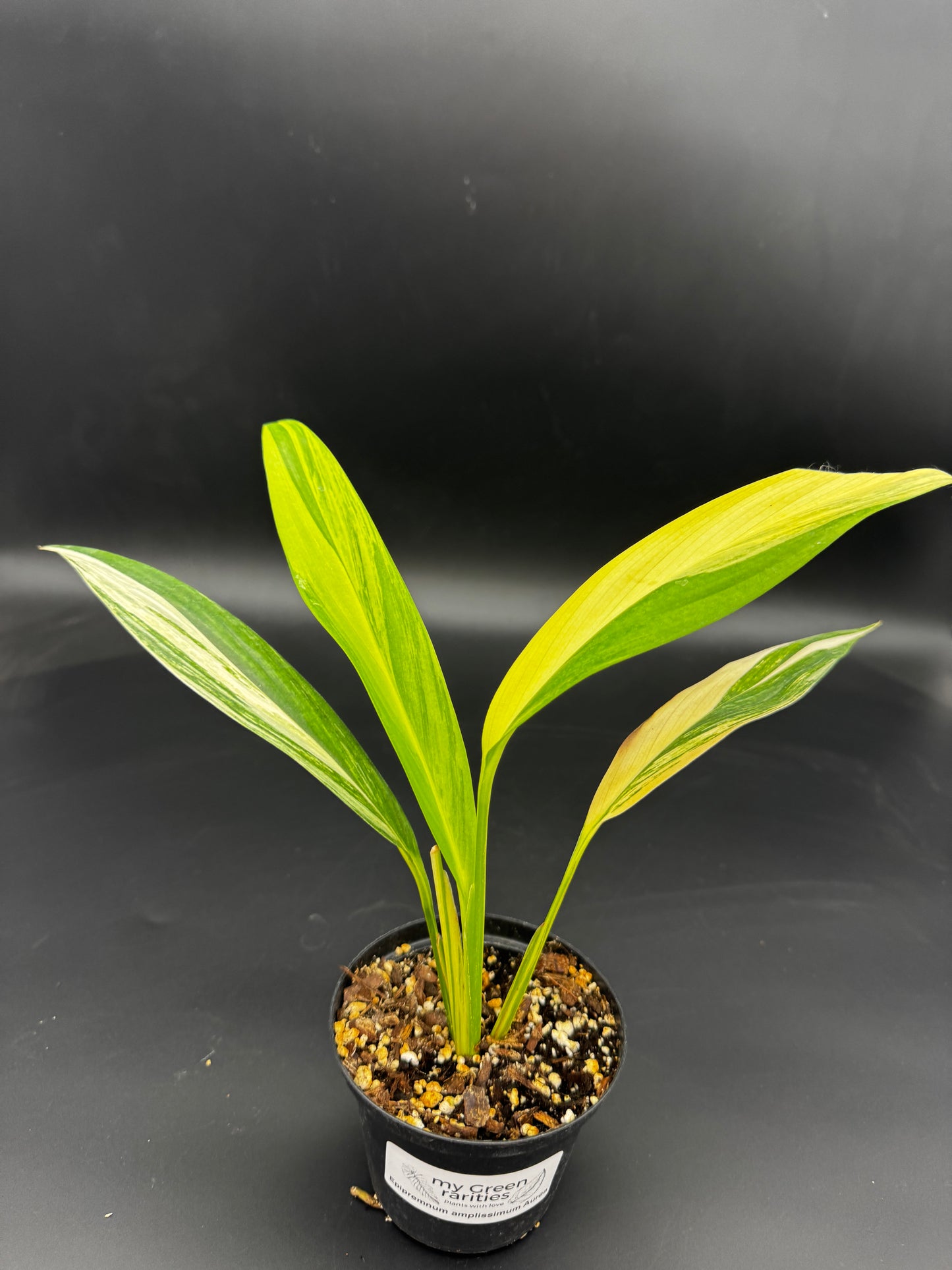 Epipremnum amplissimum Aurea variegata