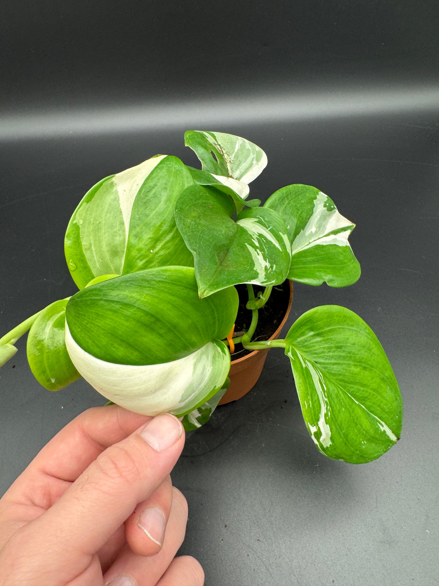 Scindapsus treubii moonlight variegata.