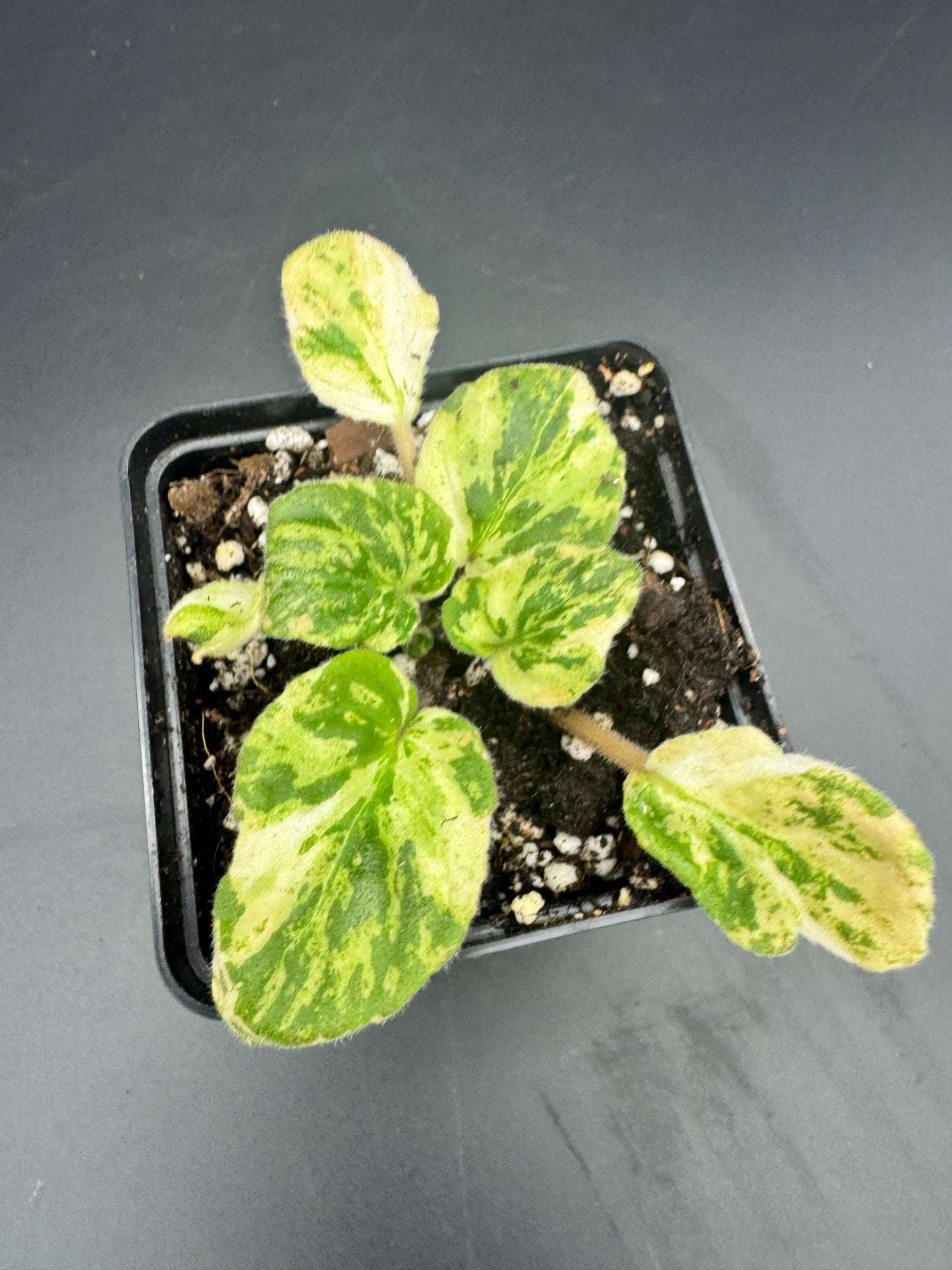 Sintpaulia Marble reife