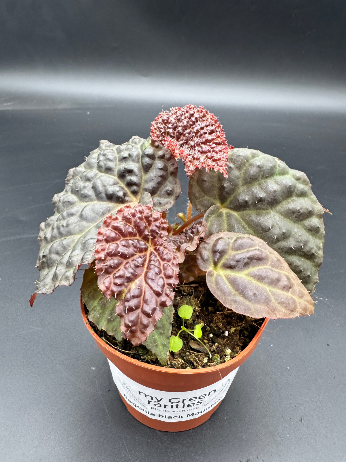 Begonia Black Mountain