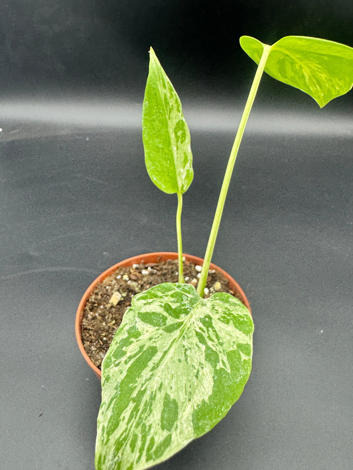 Monstera Bulbasaur