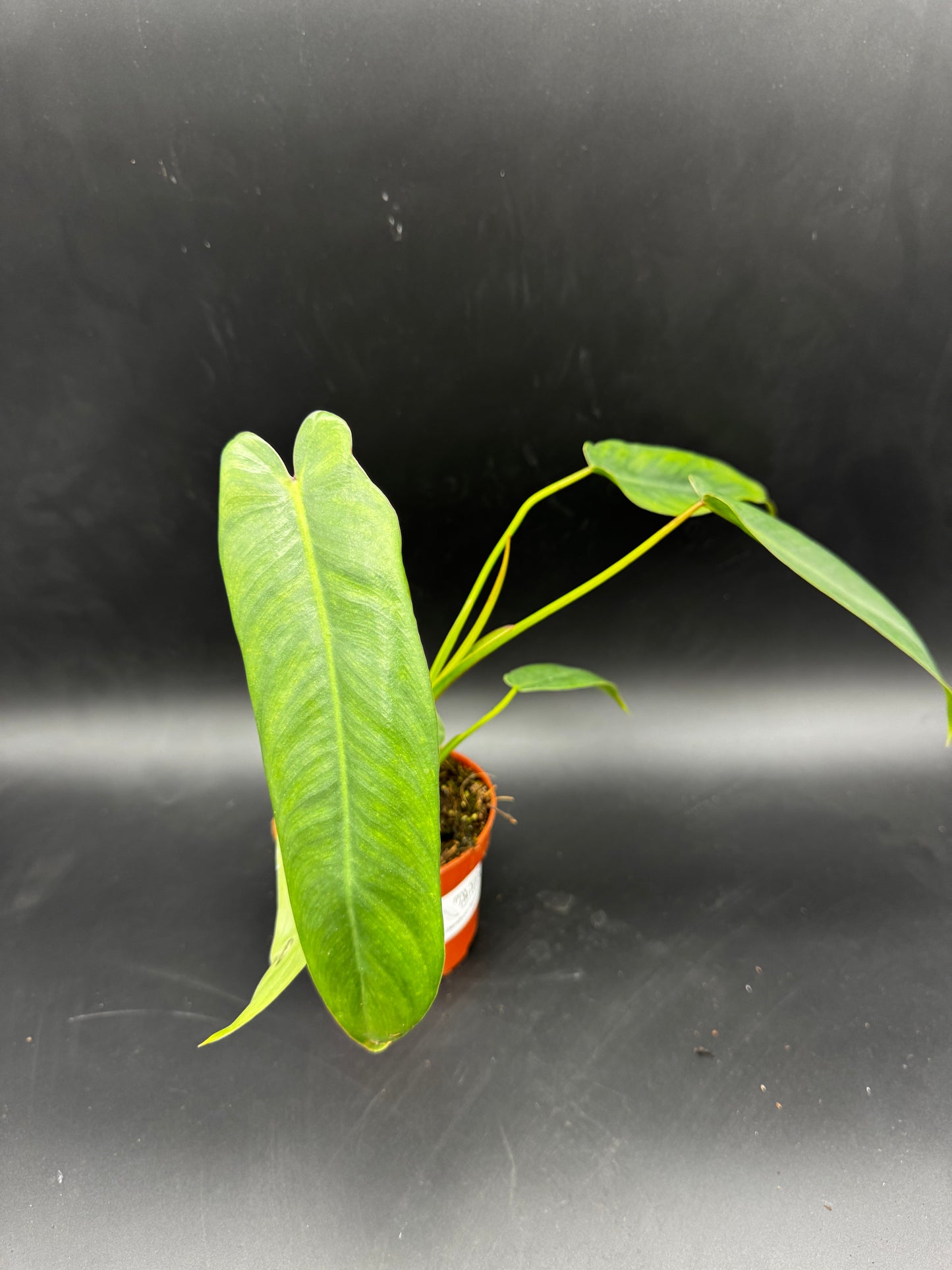 Philodendron Spiritus Sancti