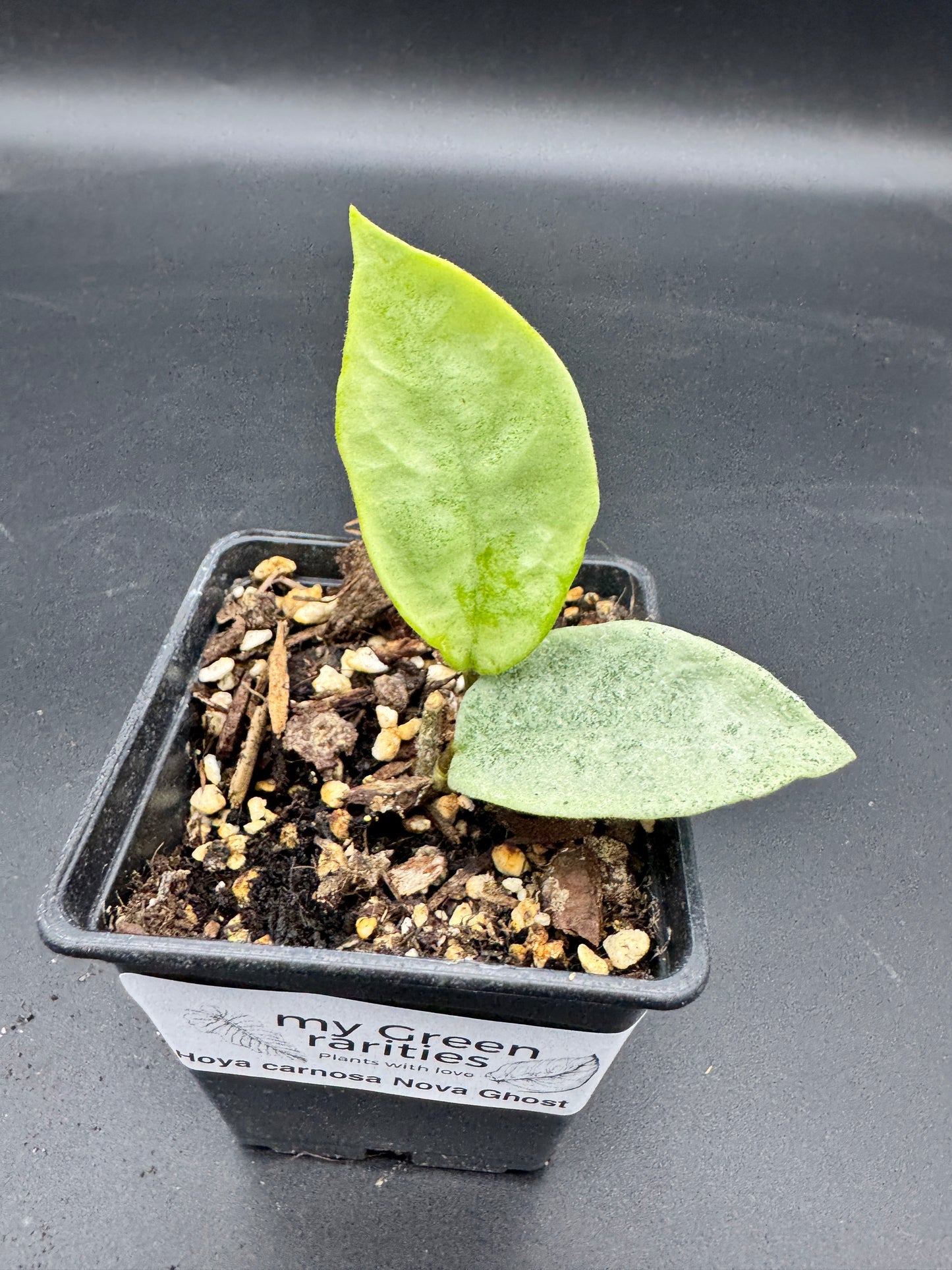 Hoya carnosa Nova Ghost