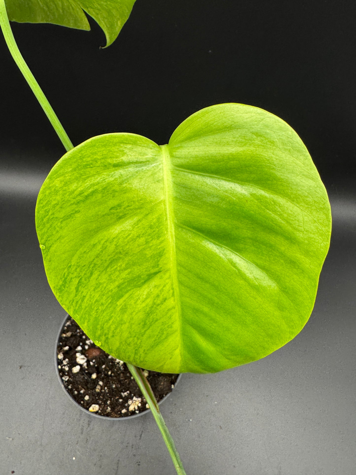 Monstera aurea variegata