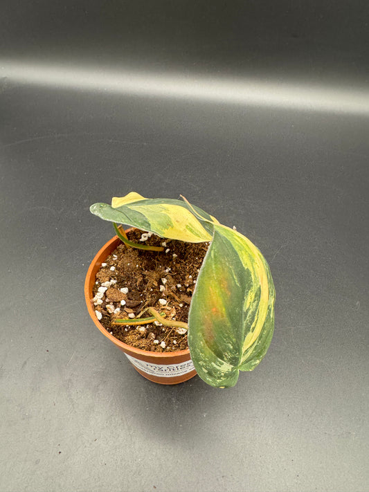 Philodendron micans variegata