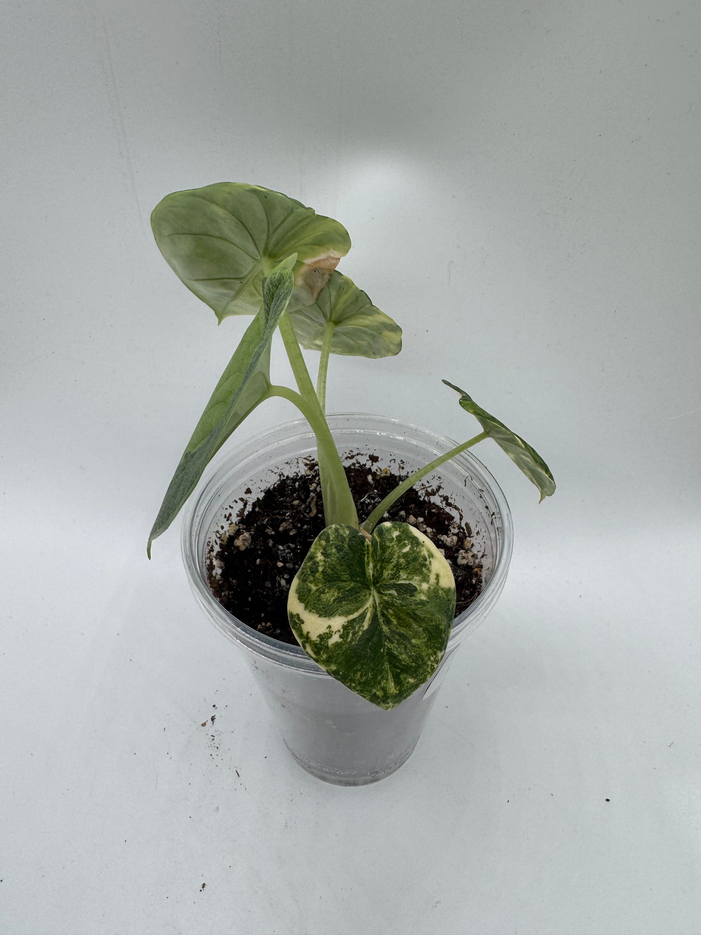 Alocasia melo aurea variegata