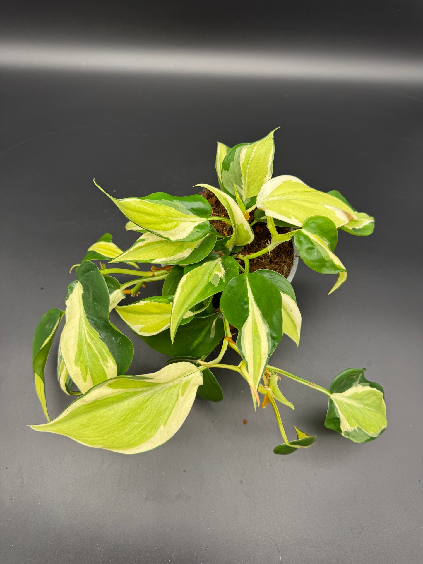 Philodendron Cream Splash