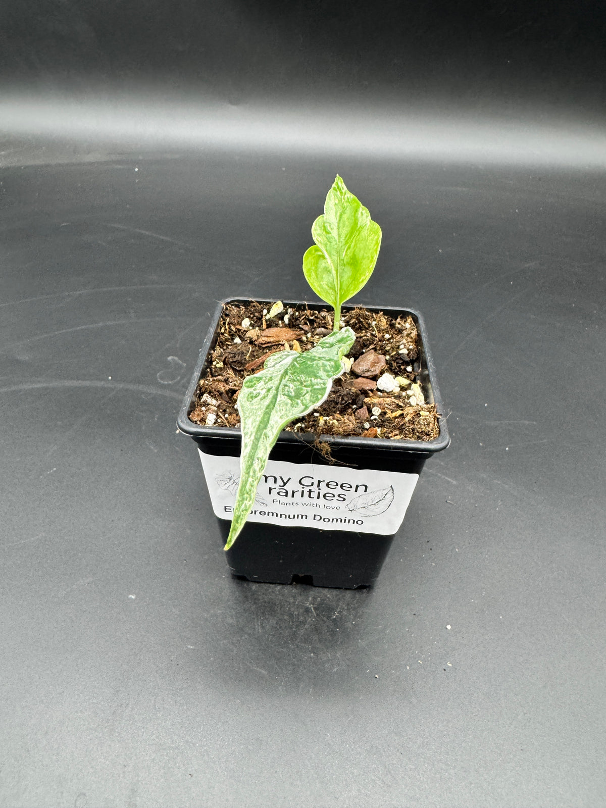 Epipremnum Domino