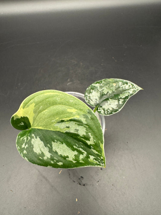 Scindapsus Mayari