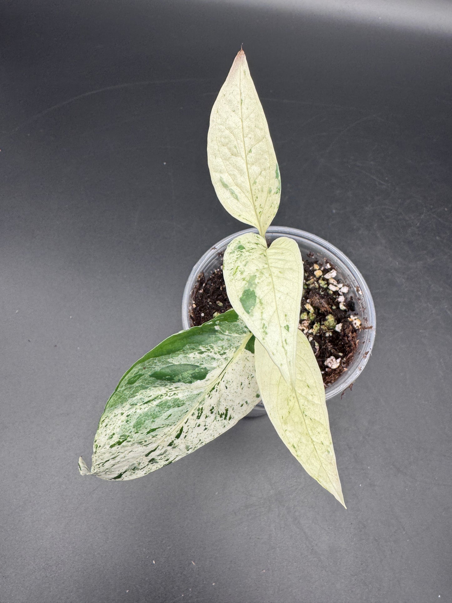 Epipremnum pinnatum Cebu Blue Marble variegata