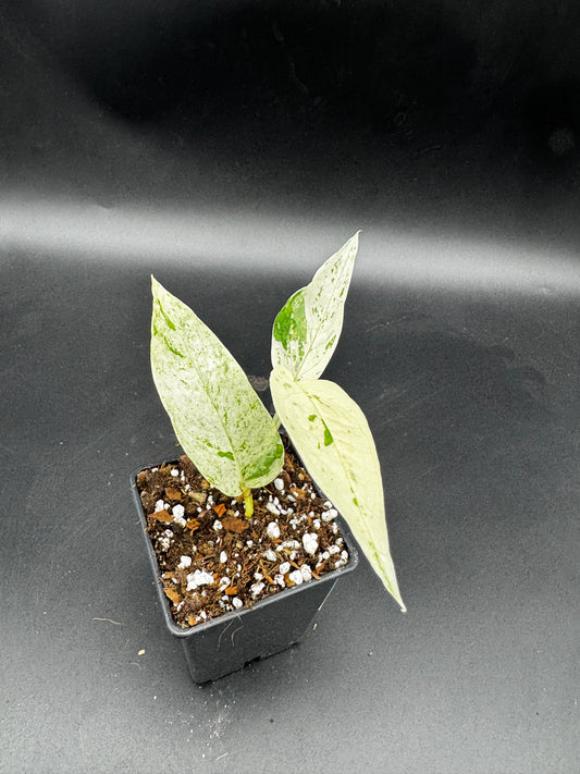 Epipremnum pinnatum cebu Blue Marble variegata
