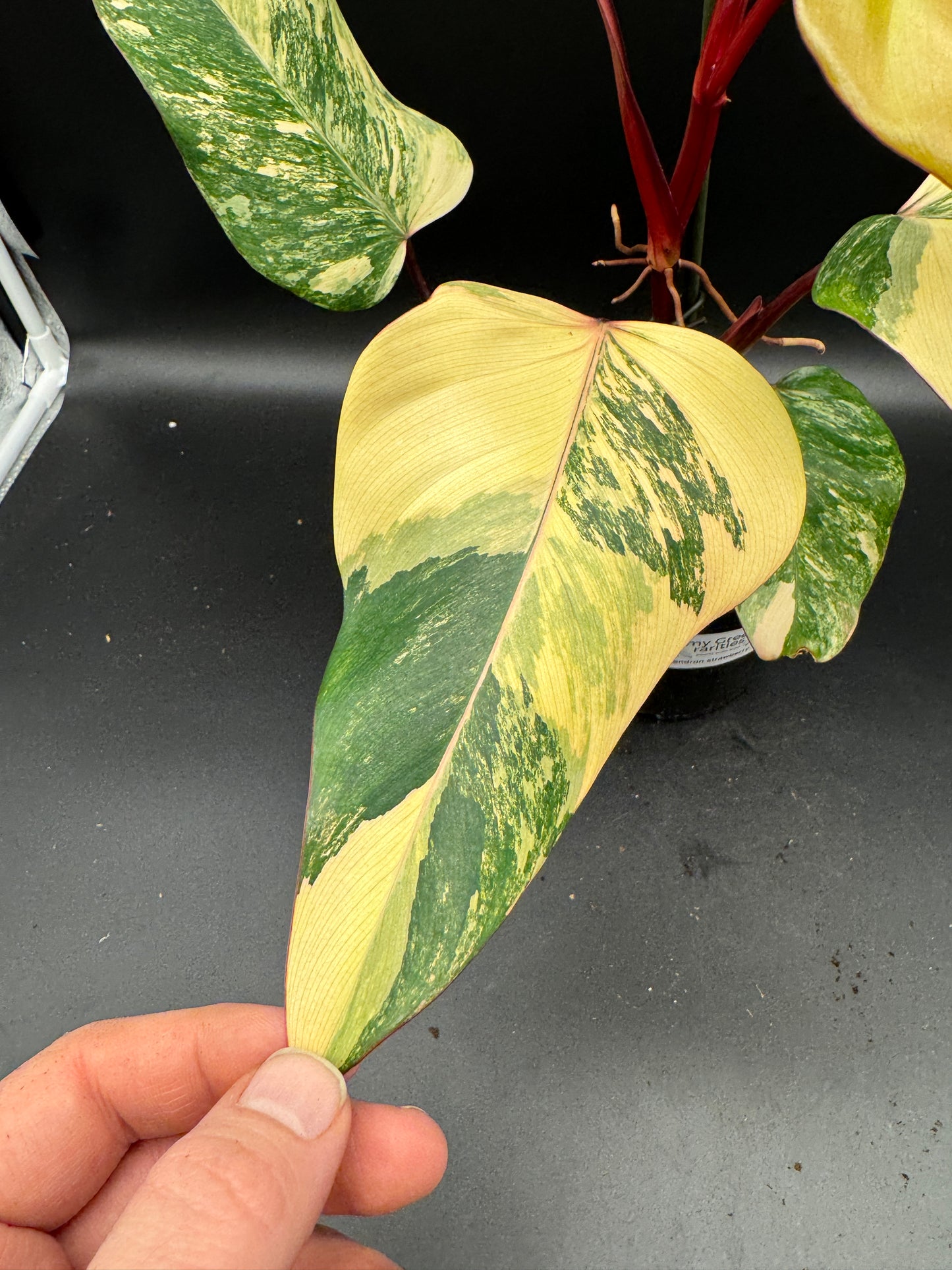 Philodendron Strawberry Shake