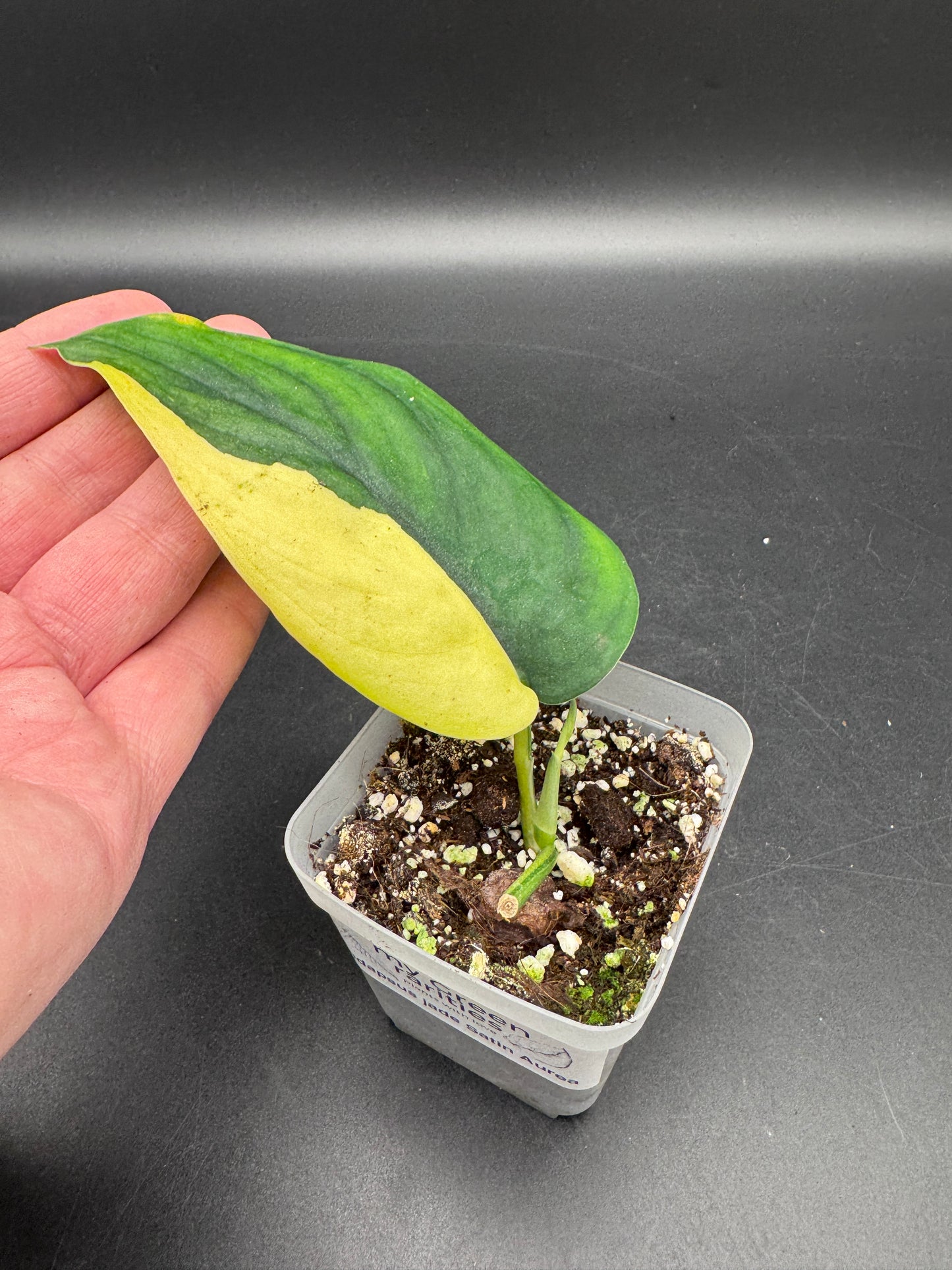 Variegated Choice Trio #1