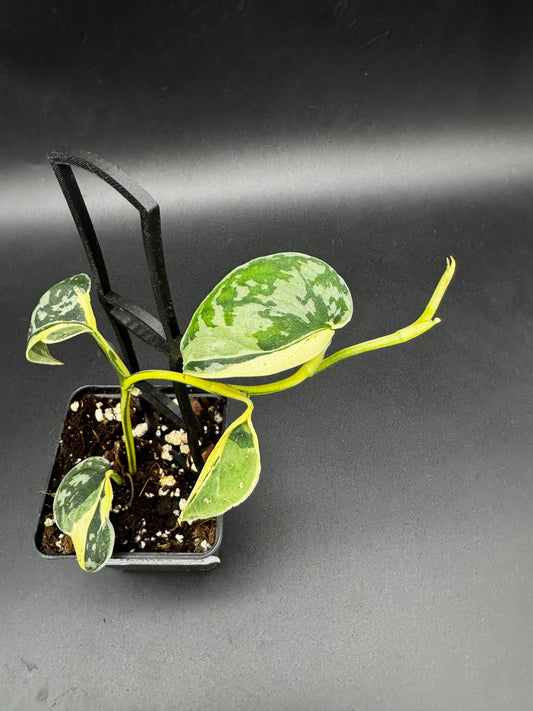 Scindapsus Mayari