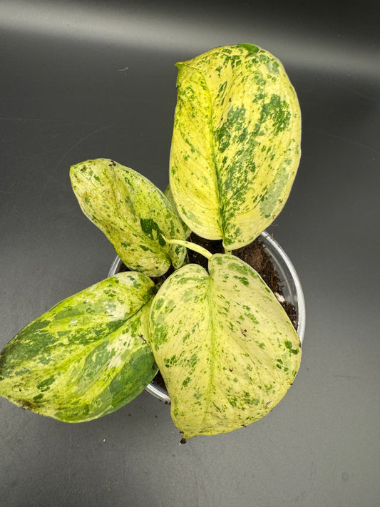 Scindapsus Jade Satin Creme brulee